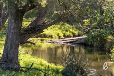 Other (Rural) For Sale - NSW - Glendonbrook - 2330 - FIRST CLASS GRAZING | DOUBLE CREEK FRONTAGE | 188 ACRES  (Image 2)