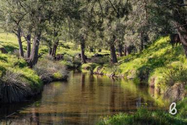 Other (Rural) For Sale - NSW - Glendonbrook - 2330 - FIRST CLASS GRAZING | DOUBLE CREEK FRONTAGE | 188 ACRES  (Image 2)