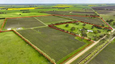 Viticulture For Sale - SA - Penola - 5277 - Premium Coonawarra Vineyard  (Image 2)