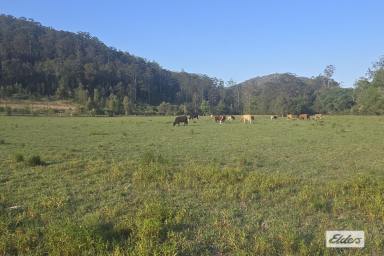 Acreage/Semi-rural For Sale - NSW - Marlee - 2429 - 100 ACRES WITH CREEK 10 MINS FROM TOWN BY TAR ROAD  (Image 2)