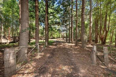 Residential Block For Sale - QLD - Federal - 4568 - Glorious 9.61 Acres, Creek and Views  (Image 2)