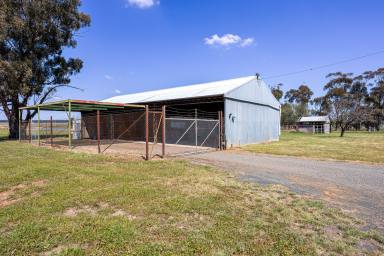 Lifestyle For Sale - NSW - Temora - 2666 - OPPORTUNITY KNOCKS - 118*ac, TOWN WATER, TAR ROAD FRONTAGE  (Image 2)