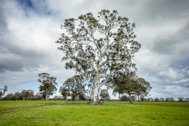 Mixed Farming For Sale - VIC - Charam - 3318 - Oakbank (Image 2)