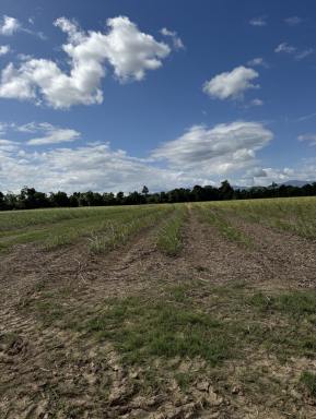 Lifestyle For Sale - QLD - Munro Plains - 4854 - Rural Lifestyle Block Close to Tully  (Image 2)