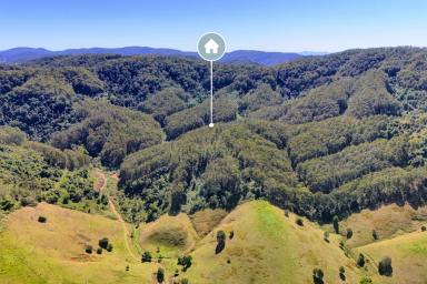 Acreage/Semi-rural For Sale - NSW - Belbora - 2422 - Timberrr!!!  (Image 2)