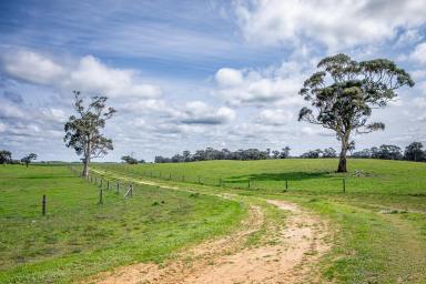 Mixed Farming Auction - SA - Mundulla - 5270 - BLACK HILL  (Image 2)