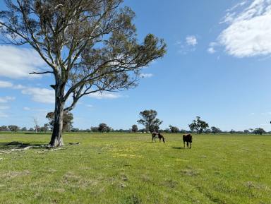 Farmlet For Sale - SA - Naracoorte - 5271 - 58 Acres - Ideal Weekender, Add on Block or First Time Farmer  (Image 2)