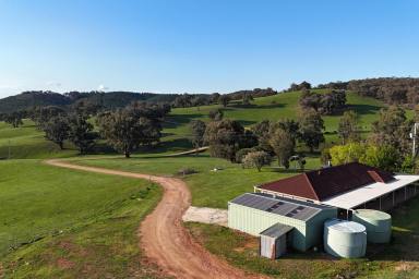 Livestock For Sale - NSW - Little Billabong - 2644 - Wirreanda  (Image 2)