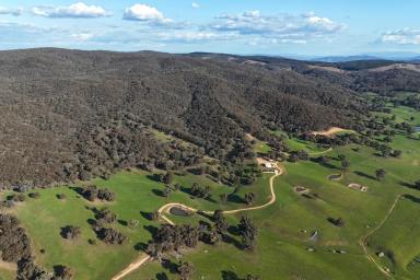 Livestock For Sale - NSW - Little Billabong - 2644 - Wirreanda  (Image 2)