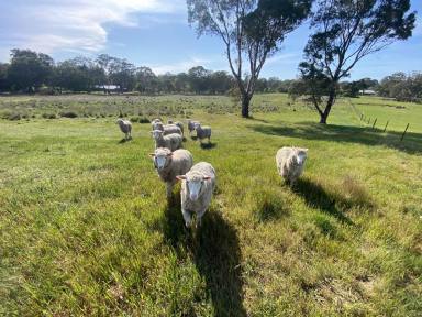 Residential Block For Sale - SA - Mount Pleasant - 5235 - 3.44 Ha of quality land for Sale in Mount Pleasant. Stunning country views. Your country lifestyle residence awaits (STCC).  (Image 2)