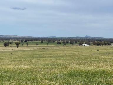 Mixed Farming For Sale - NSW - Euberta - 2650 - Quality Country close to WAGGA WAGGA
 Purchase as a whole or the pick of two lots!  (Image 2)