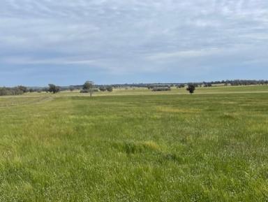 Mixed Farming For Sale - NSW - Coolamon - 2701 - Millwood Road Farms at Coolamon  (Image 2)