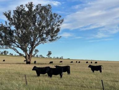 Mixed Farming For Sale - NSW - Coolamon - 2701 - Millwood Road Farms at Coolamon  (Image 2)