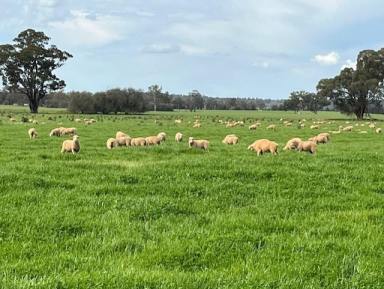 Mixed Farming For Sale - NSW - Coolamon - 2701 - Millwood Road Farms at Coolamon  (Image 2)