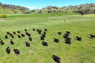 Mixed Farming For Sale - NSW - Tumut - 2720 - Nimbo Station  (Image 2)