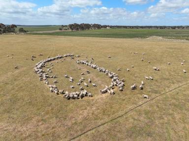 Cropping For Sale - VIC - Duverney - 3323 - QUALITY BOLT-ON BLOCK  (Image 2)