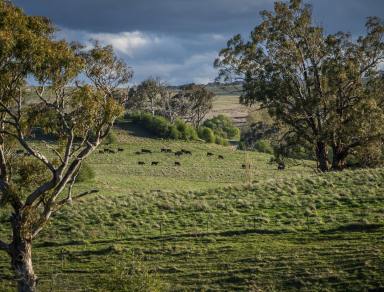 Livestock Auction - NSW - Taralga - 2580 - Rural Lifestyle and Productive Farmland, Southern Tablelands
279 hectares | 690 acres*  (Image 2)