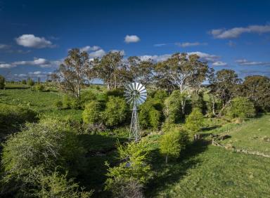 Livestock Auction - NSW - Taralga - 2580 - Rural Lifestyle and Productive Farmland, Southern Tablelands
279 hectares | 690 acres*  (Image 2)