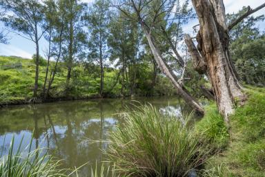 Other (Rural) For Sale - NSW - Vacy - 2421 - Prized Paterson River Frontage, Flats, Water & Production  (Image 2)