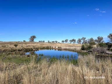 Mixed Farming For Sale - NSW - Ashford - 2361 - 1536 ACRES NEAR PINDARI DAM  (Image 2)