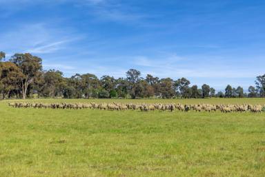 Lifestyle For Sale - VIC - Goornong - 3557 - 338 acres Goornong District  (Image 2)