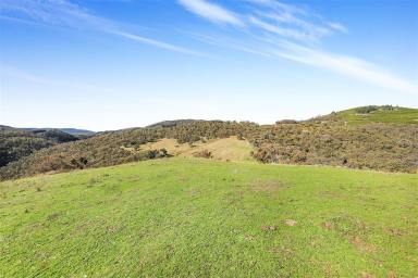 Other (Rural) For Sale - NSW - Tumut - 2720 - Sandy Creek Argalong  (Image 2)