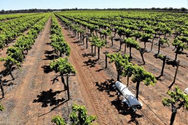 Viticulture For Sale - NSW - Euston - 2737 - Tapaulin Farm - 207 Ha Farming Property  (Image 2)