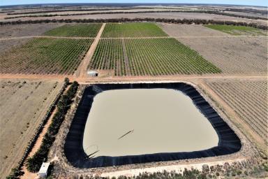 Viticulture For Sale - NSW - Euston - 2737 - Tapaulin Farm - 207 Ha Farming Property  (Image 2)