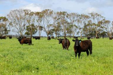 Livestock For Sale - VIC - Macarthur - 3286 - High Rainfall District – Eumeralla River Frontage  (Image 2)
