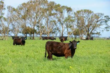 Dairy For Sale - VIC - Macarthur - 3286 - Outstanding High Rainfall Beef & Dairy Country  (Image 2)