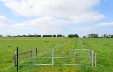 Dairy For Sale - VIC - Macarthur - 3286 - Outstanding High Rainfall Beef & Dairy Country  (Image 2)