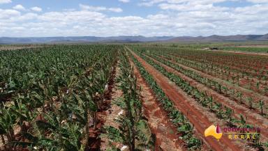 Cropping For Sale - QLD - Lakeland - 4871 - Leading Vertically Integrated Horticulture Platform and Enterprise  (Image 2)