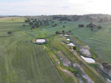 Mixed Farming For Sale - NSW - Cootamundra - 2590 - One Of Cootamundra's Finest Properties  (Image 2)