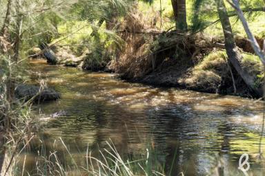 Other (Rural) Auction - NSW - Singleton - 2330 - 500 ACRES PRIME GRAZING LAND | STUNNING CREEK FRONTAGE  (Image 2)