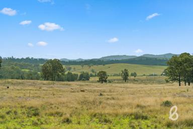 Other (Rural) For Sale - NSW - Singleton - 2330 - 500 ACRES PRIME GRAZING LAND | STUNNING CREEK FRONTAGE  (Image 2)