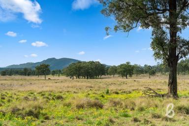 Other (Rural) Auction - NSW - Singleton - 2330 - 500 ACRES PRIME GRAZING LAND | STUNNING CREEK FRONTAGE  (Image 2)