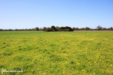 Mixed Farming For Sale - SA - Naracoorte - 5271 - Glenannah & Home Run  (Image 2)