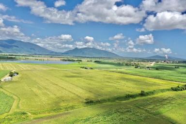 Other (Rural) For Sale - QLD - Giru - 4809 - 139 Acre Hay Farm with House - Sheds - Irrigation  (Image 2)