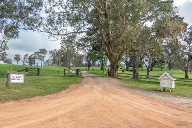 Livestock For Sale - NSW - Walcha - 2354 - 'St Aubyns Station'  Blue Ribbon Walcha Holding  (Image 2)