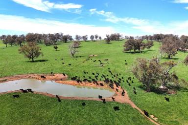 Livestock For Sale - NSW - Walcha - 2354 - 'St Aubyns Station'  Blue Ribbon Walcha Holding  (Image 2)