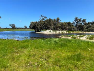 Livestock For Sale - WA - West Coolup - 6214 - 'NORM'S' - 127 Richter Road, West Coolup  (Image 2)