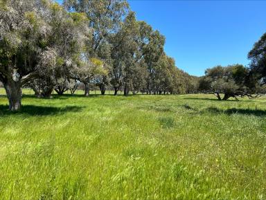 Livestock For Sale - WA - West Coolup - 6214 - 'NORM'S' - 127 Richter Road, West Coolup  (Image 2)