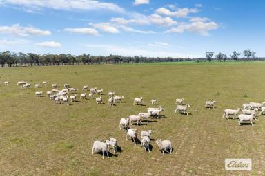 Other (Rural) For Sale - VIC - Newbridge - 3551 - Approx 310 Hectares / 766.7 Acres - Cropping and Grazing  (Image 2)