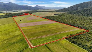 Cropping For Sale - QLD - Aloomba - 4871 - Sugar Cane Farm - Mulgrave Valley - 145 Acres Farm Land  (Image 2)