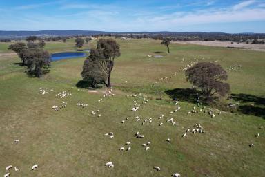 Livestock For Sale - NSW - Crowther - 2803 - Ultimate Breeder Expansion  (Image 2)