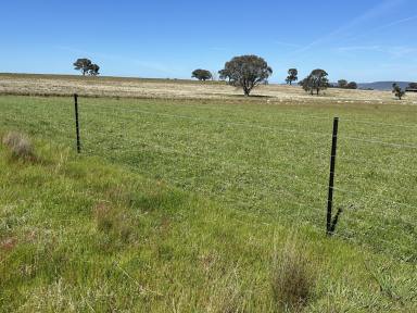 Livestock For Sale - NSW - Crowther - 2803 - Ultimate Breeder Expansion on the South West Slopes  (Image 2)