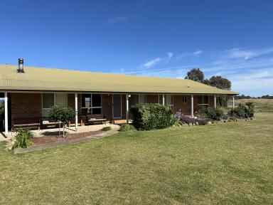 Livestock For Sale - NSW - Crowther - 2803 - Trebane  (Image 2)