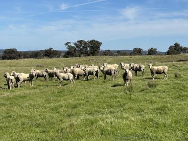 Livestock For Sale - NSW - Crowther - 2803 - Trebane  (Image 2)