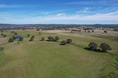 Livestock For Sale - NSW - Crowther - 2803 - Ultimate Breeder Expansion on the South West Slopes  (Image 2)