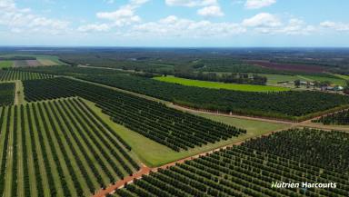 Cropping For Sale - QLD - Redridge - 4660 - Substantial Mixed Farming Operation  (Image 2)